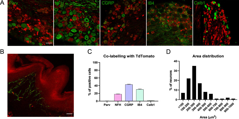 Figure 1—figure supplement 1.