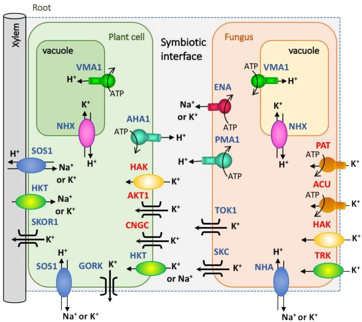 Figure 2