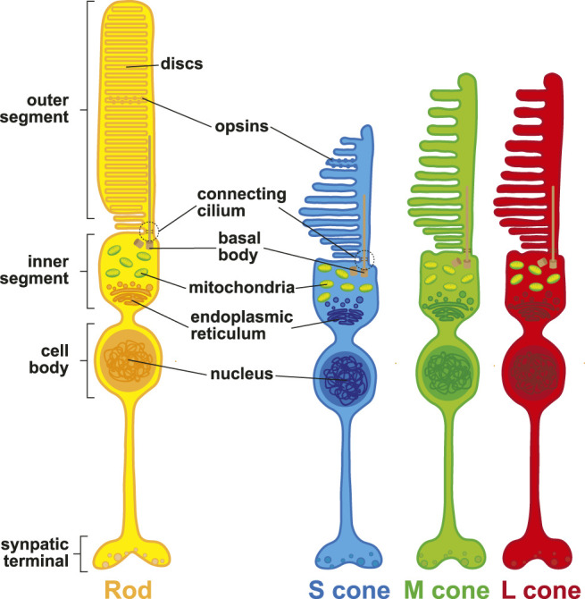 FIGURE 2