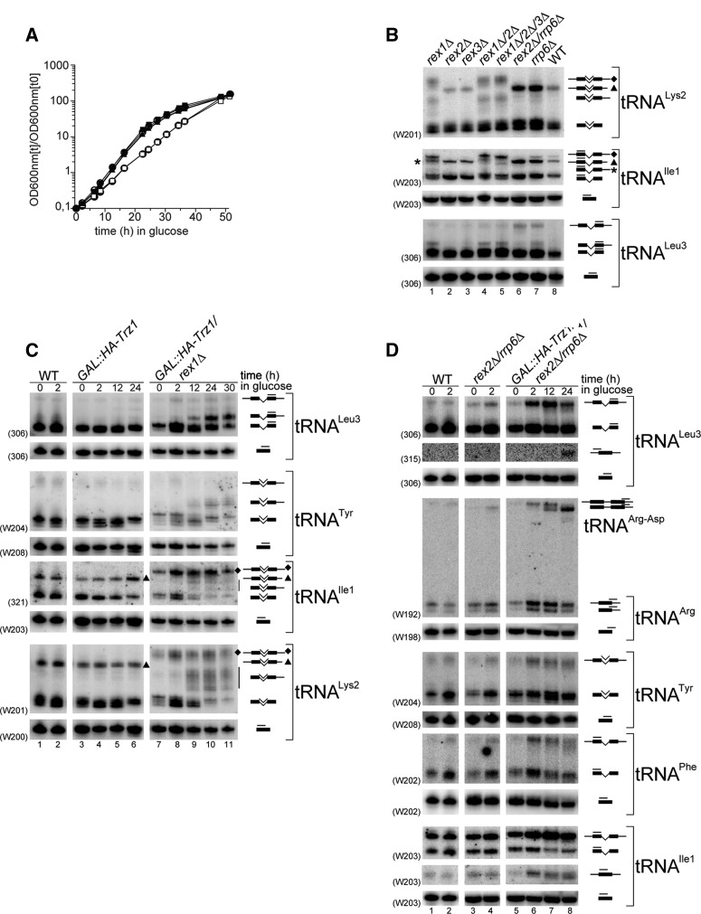 FIGURE 4.