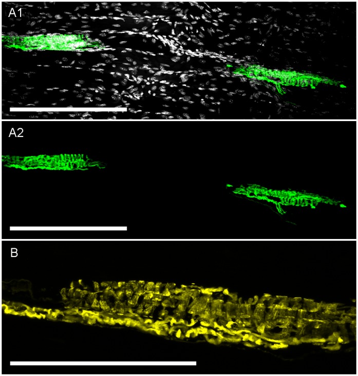 Fig 8