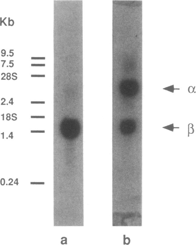 graphic file with name pnas01042-0303-a.jpg