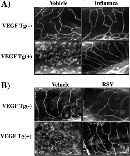 Figure 11.