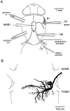 Fig. 1.