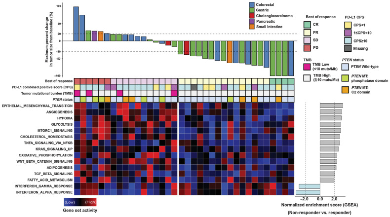 Figure 1. Waterfall plot of the maximum percentage change in tumor size from baseline measured using the RECIST version 1.1. and gene set activity of signaling pathways between responders and non-responders. Top, percentages of maximum tumor volume changes during PD-1 blockade measured using the RECIST 1.1 criteria. The bottom dotted line represents a tumor reduction of 30%, as per RECIST 1.1, representing partial response (PR) or complete response (CR). The top dotted line represents a tumor increase of more than 20%, representing disease progression (PD). Middle, summary of best of response, combined positive score (CPS), tumor mutational burden (TMB), and PTEN mutation status. Each column represents an individual patient with available data. Bottom left, a heat map showing the relative expression levels of associated gene sets between samples calculated using the gene set variation analysis (GSVA). Bottom right, a bar plot representing normalized enrichment score between responders and non-responders for each gene set calculated using the gene set enrichment analysis (GSEA).