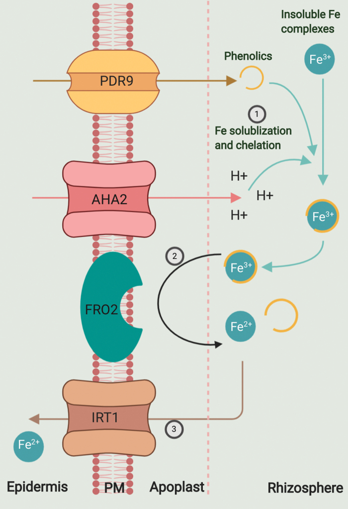 Fig. 1.