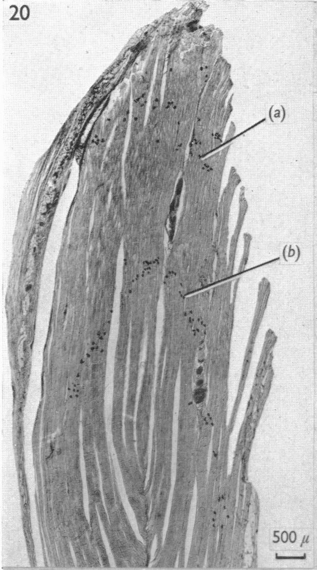 Fig. 20