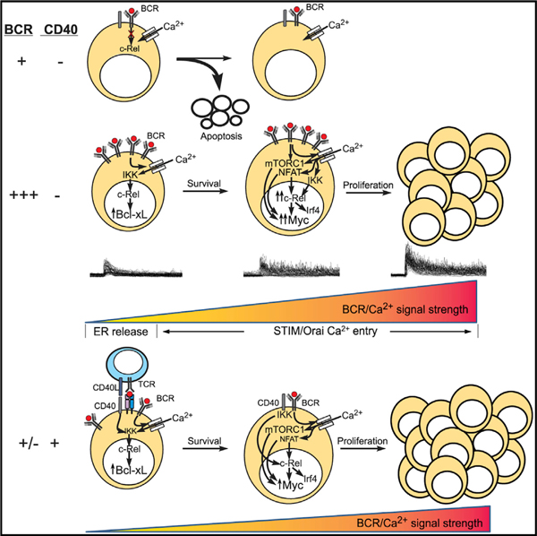 graphic file with name nihms-1584935-f0008.jpg