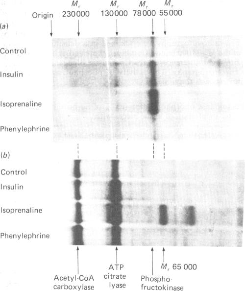 graphic file with name biochemj00289-0274-a.jpg