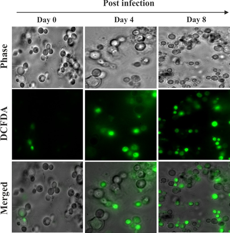 FIGURE 3.