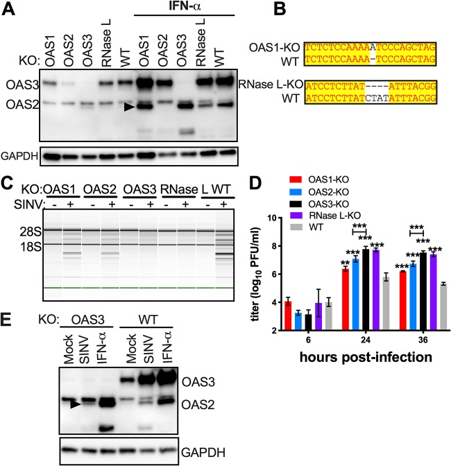 FIG 6