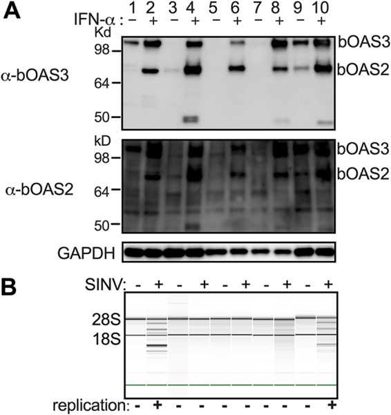 FIG 5