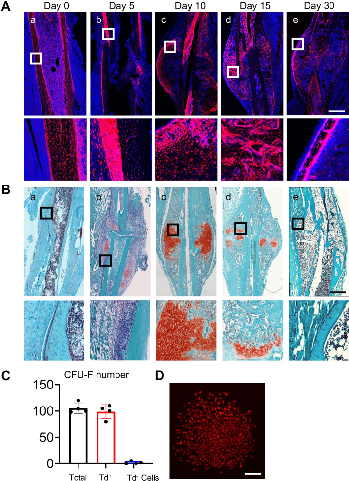 Figure 2—figure supplement 1.