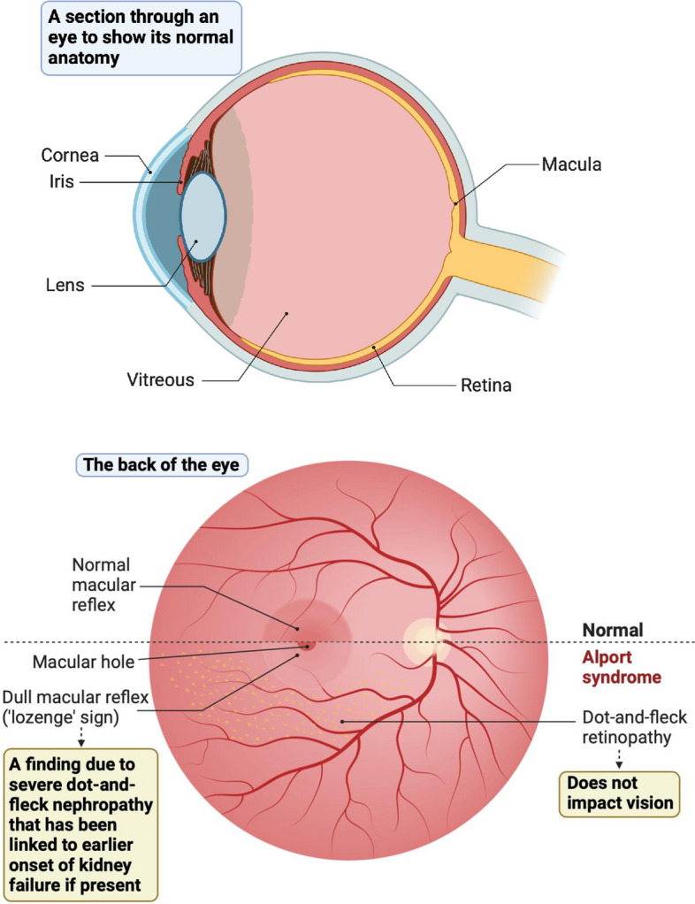 Fig. 6