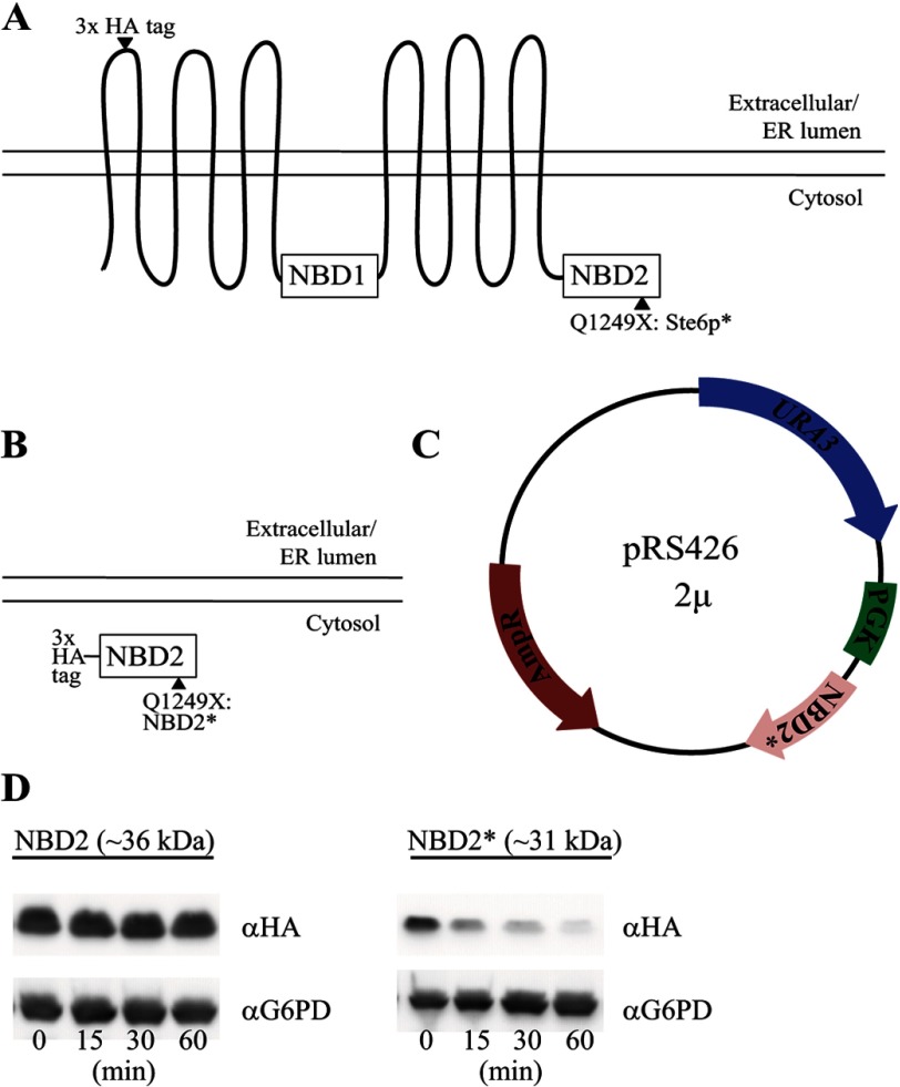 FIGURE 1.