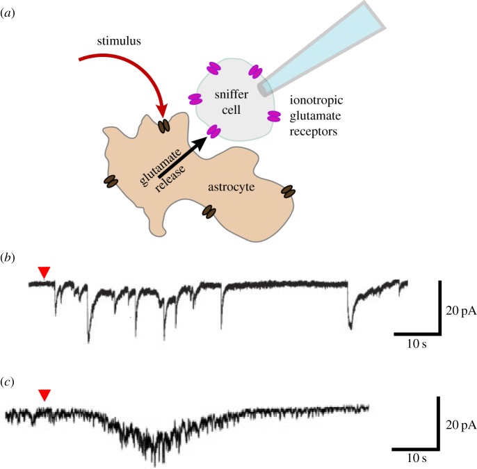 Figure 1.