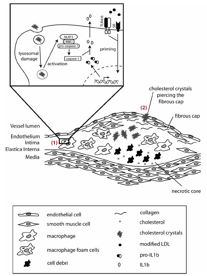 Fig 1