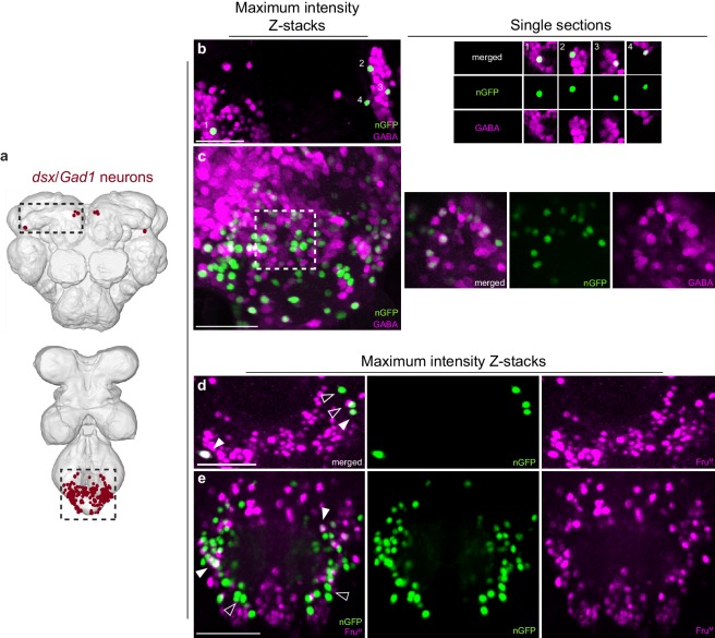 Figure 3—figure supplement 1.