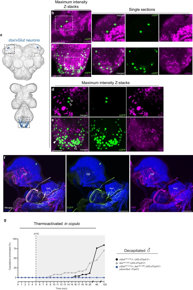 Figure 2—figure supplement 1.