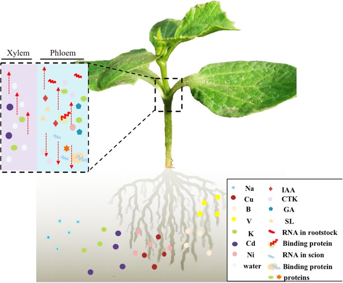 FIGURE 2