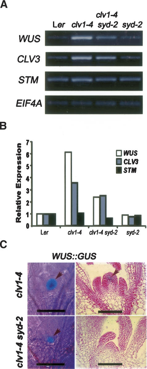 Figure 5.