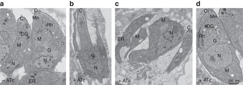 Figure 4