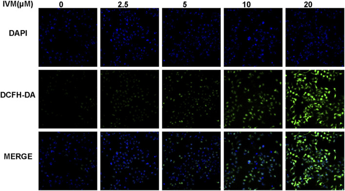 FIGURE 7