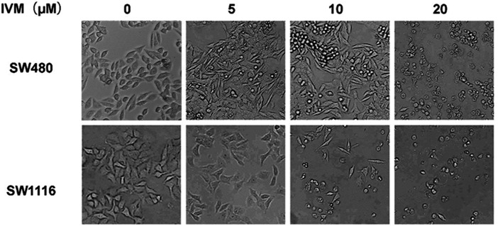 FIGURE 3