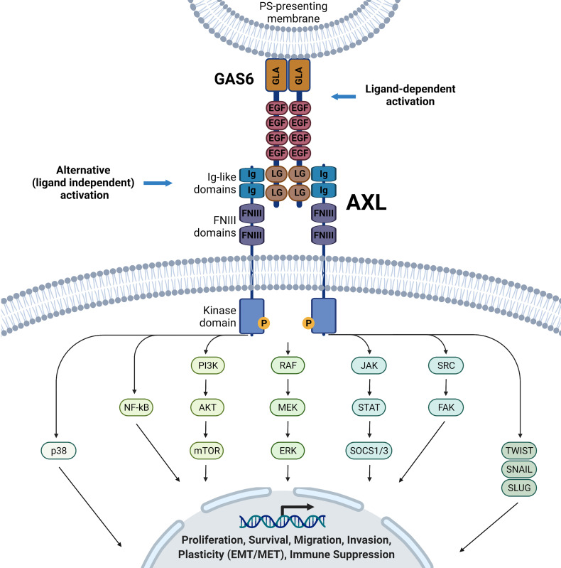 Figure 1