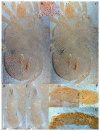 Figure 20