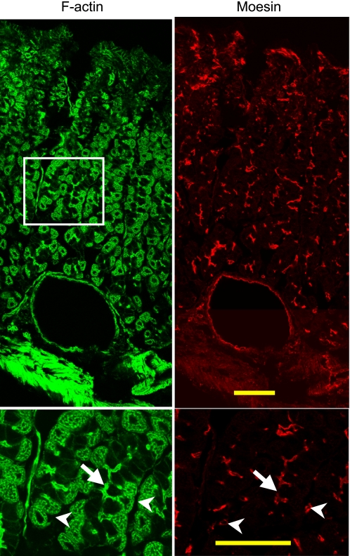 Fig. 8.