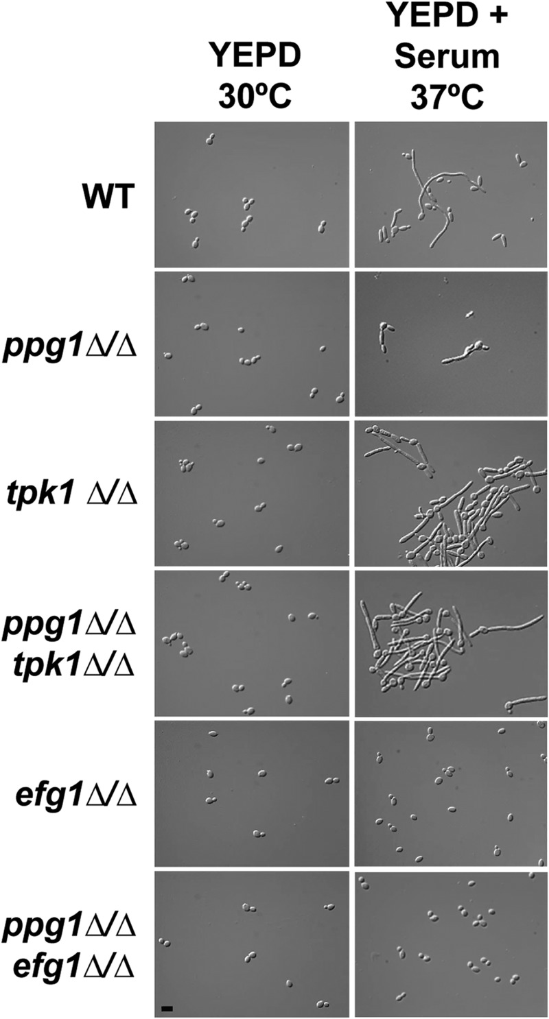 FIG 6