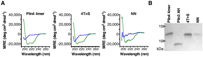 Figure 6—figure supplement 1.