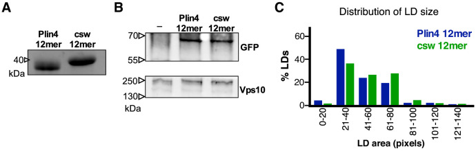 Figure 6—figure supplement 2.