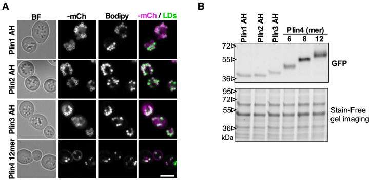 Figure 3—figure supplement 1.