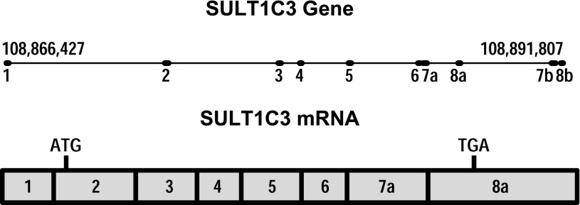 Fig. 8.