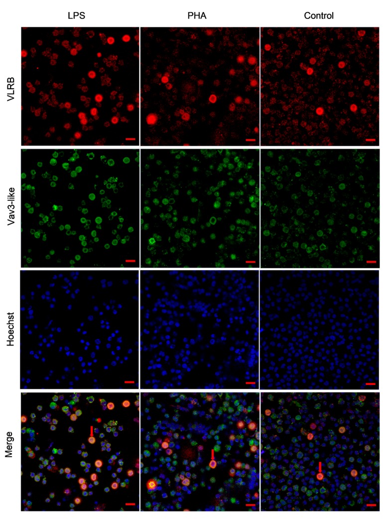 Figure 7