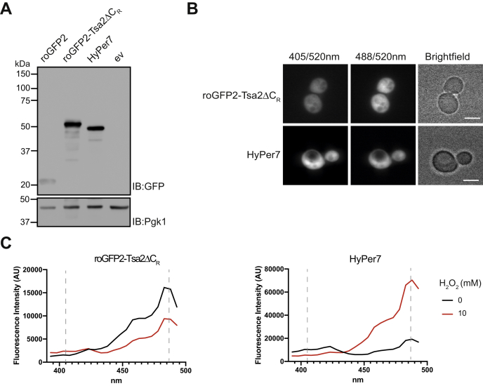 Figure 1