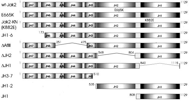 FIG. 1