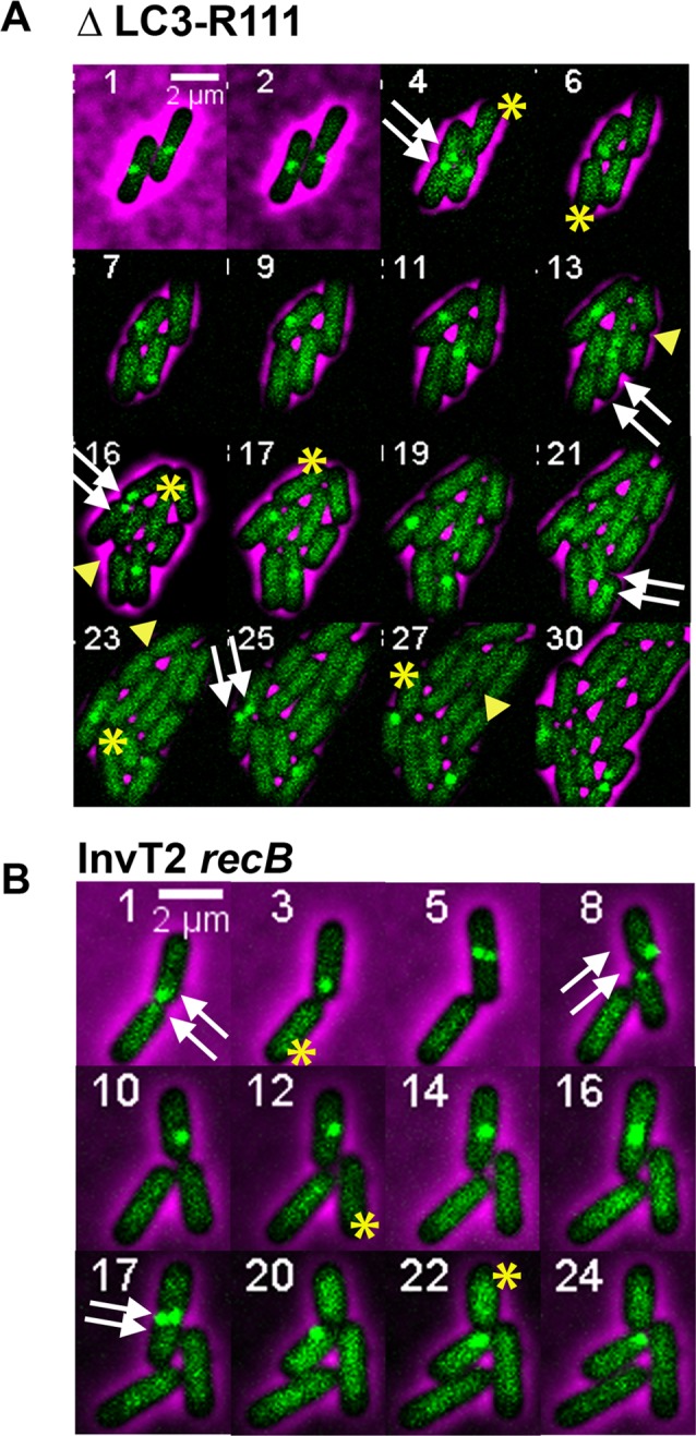 Fig 6