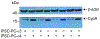 Extended Data Figure 8.