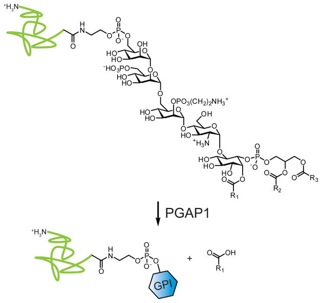 Fig. 30