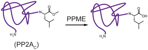 Fig. 27