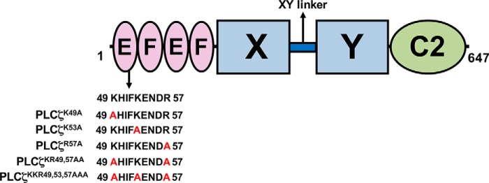 FIGURE 1.