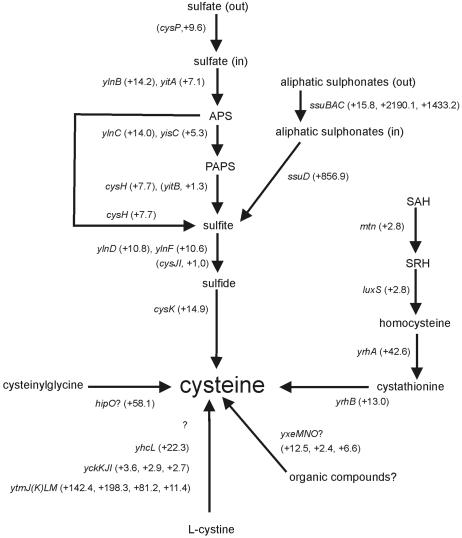 FIG. 4.