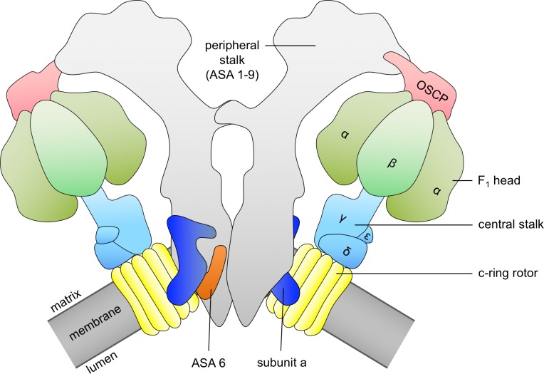 Figure 1—figure supplement 1.