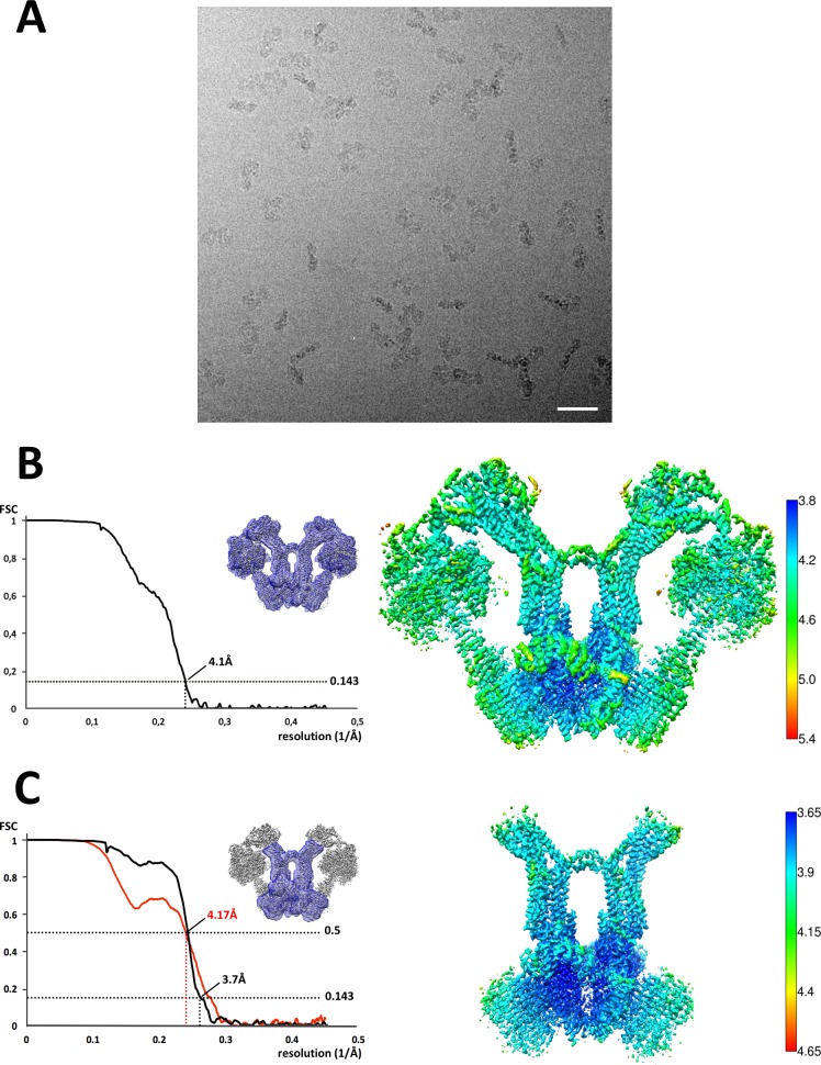 Figure 1—figure supplement 2.