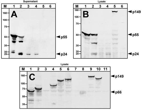 FIG. 3.