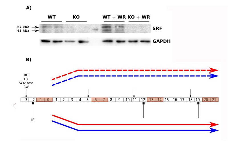 Fig 1.