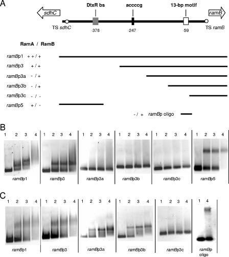 FIG. 2.